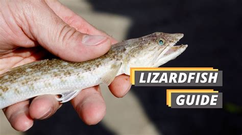 how are lizards similar to fish